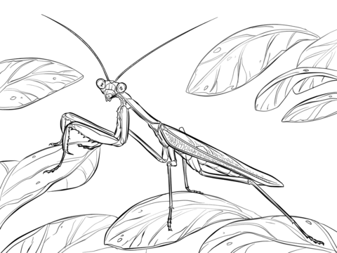 African Praying Mantis Coloring Page